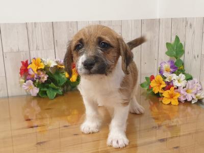 Vet Checked, Child Friendly Puppies