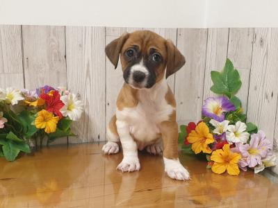 Vet Checked, Child Friendly Puppies