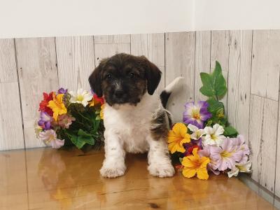 Vet Checked, Child Friendly Puppies