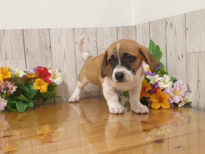 Vet Checked, Child Friendly Puppies