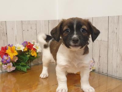 Vet Checked, Child Friendly Puppies