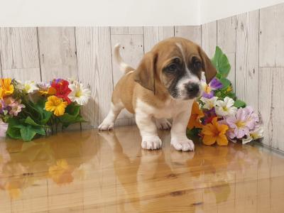 Vet Checked, Child Friendly Puppies