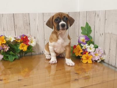 Vet Checked, Child Friendly Puppies