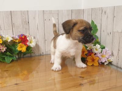 Vet Checked, Child Friendly Puppies