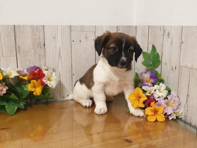 Vet Checked, Child Friendly Puppies