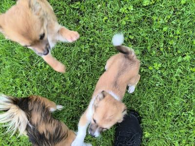 Purebred Chihuahua puppies in Kerry
