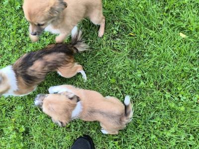 Purebred Chihuahua puppies in Kerry
