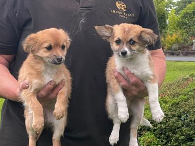 Purebred Chihuahua puppies in Kerry