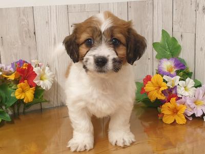 Vet Checked, Child Friendly Puppies