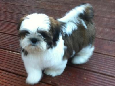 Beautiful IKC Registered female Shih Tzu puppy 4 months old from top bloodlines in Dublin