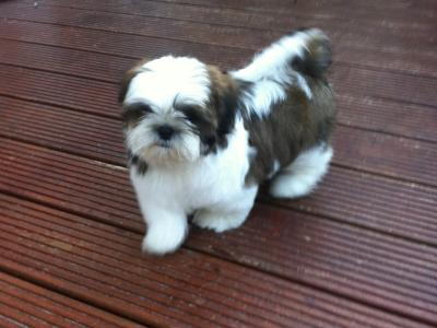 Beautiful Shih Tzu puppy (f) from top bloodlines