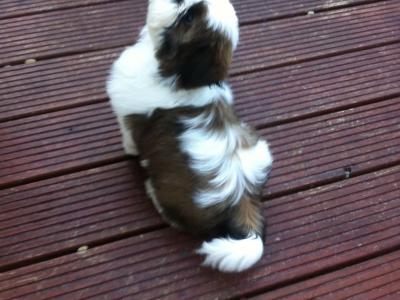 Beautiful Shih Tzu puppy (f) from top bloodlines