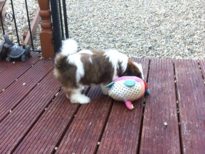 Beautiful Shih Tzu puppy (f) from top bloodlines