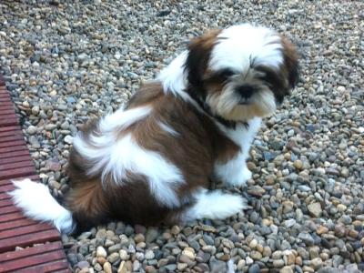 Beautiful Shih Tzu puppy (f) from top bloodlines