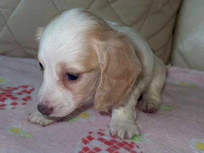 Miniature Long Haired Dachshund