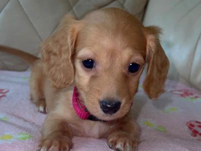 Miniature Long Haired Dachshund