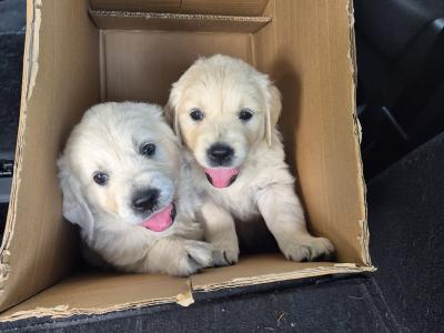 IKC Registered Golden Retriever pups in Cork
