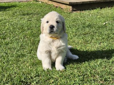 IKC Registered Golden Retriever pups in Cork