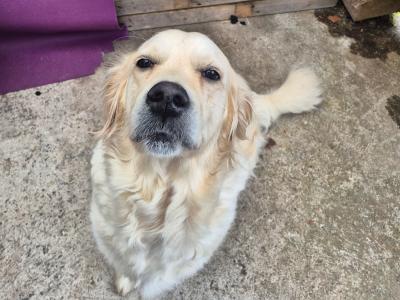 IKC Registered Golden Retriever pups in Cork