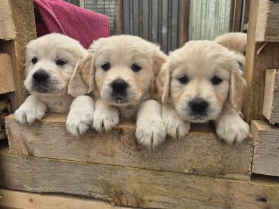 IKC Registered Golden Retriever pups in Cork