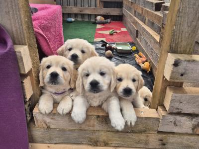 IKC Registered Golden Retriever pups in Cork