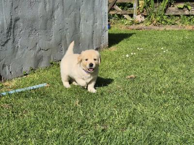 IKC Registered Golden Retriever pups in Cork