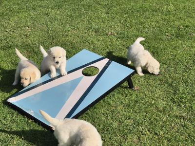 IKC Registered Golden Retriever pups in Cork