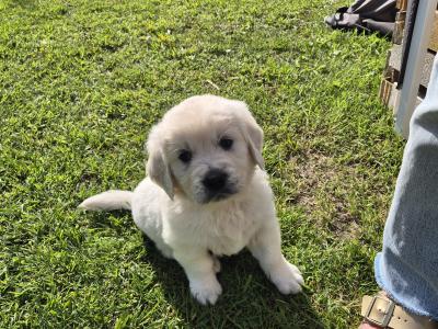 IKC Registered Golden Retriever pups in Cork