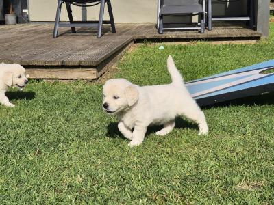 IKC Registered Golden Retriever pups in Cork