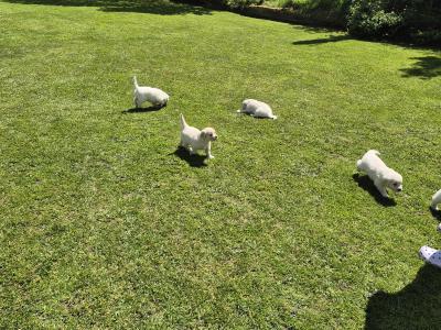 IKC Registered Golden Retriever pups in Cork