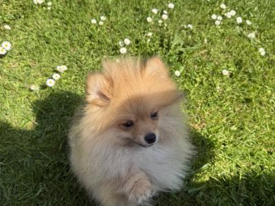 Male Pomeranian in Dublin