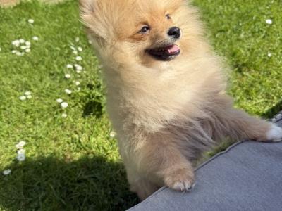 Male Pomeranian in Dublin