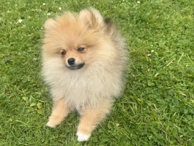 Male Pomeranian in Dublin