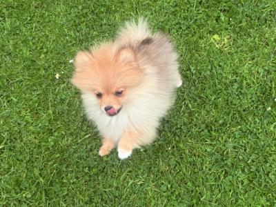 Male Pomeranian in Dublin