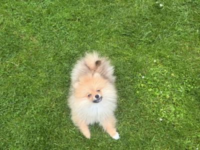 Male Pomeranian in Dublin