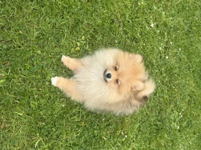 Male Pomeranian in Dublin