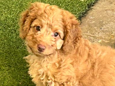 Female Cavapoo puppy - No 1 Therapy Dog - Fully Vaccinated - in Fermanagh