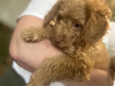 Female Cavapoo puppy - No 1 Therapy Dog - Fully Vaccinated - in Fermanagh