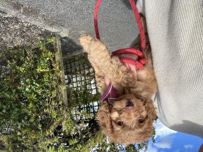 Female Cavapoo puppy - No 1 Therapy Dog - Fully Vaccinated - in Fermanagh