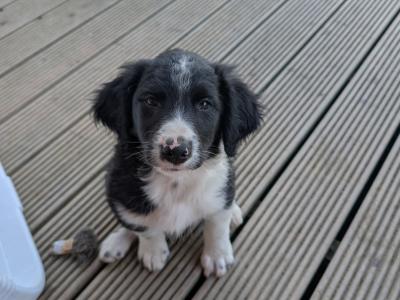 Collie puppies in Kilkenny