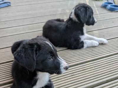 Collie puppies in Kilkenny