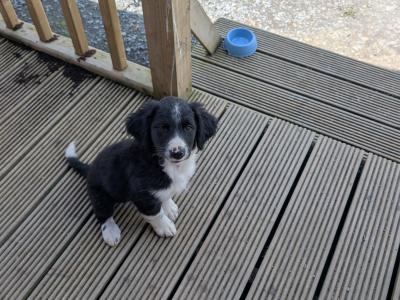 Collie puppies in Kilkenny