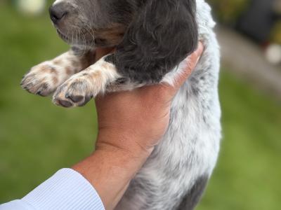 Longhair Miniature Piebald Dachshunds