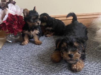 Purebred Yorkshire Terrier puppies in Meath
