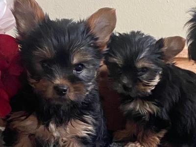 Purebred Yorkshire Terrier puppies in Meath
