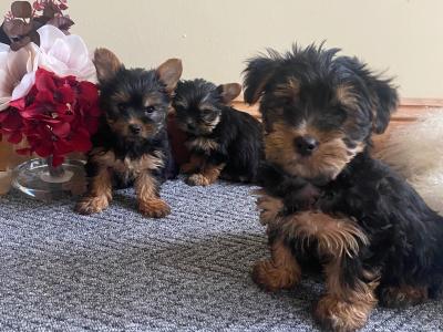Purebred Yorkshire Terrier puppies in Meath