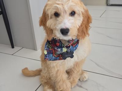 Male Cockapoo in Meath