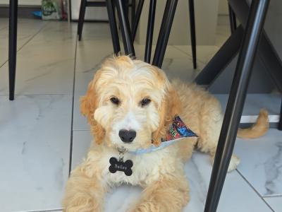 Male Cockapoo in Meath