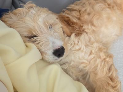 Male Cockapoo in Meath