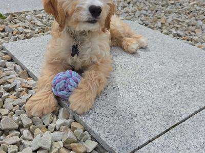 Male Cockapoo in Meath